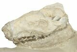 Fossil Oreodont (Merycoidodon) Skull with Associated Bones #232221-7